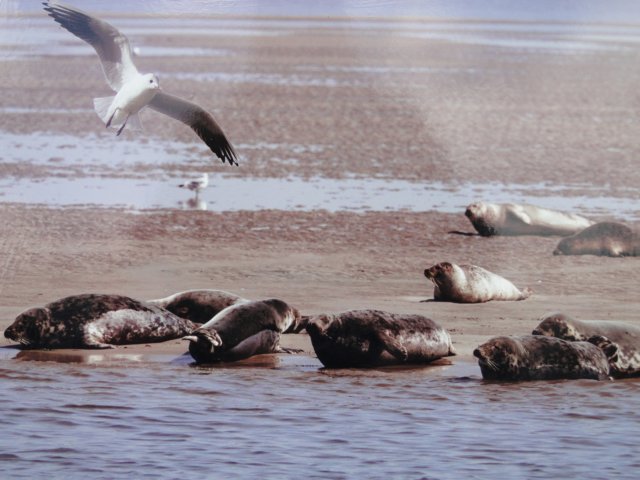 HWK Texel 154.jpg